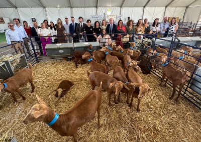 El Recinto Ferial acoge la exposición de la raza caprina malagueña dentro de AGROGANT y la Feria de Primavera 2025